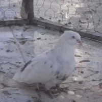 سینه سیاه دم سبز نر|پرنده|شیراز, آزادگان|دیوار