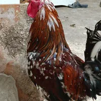 خروس