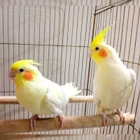 یک جفت عروس هلندی لوتینو مولد