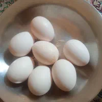 سلام تخم مرغ نطفه دار زیر ده عدد فروخته نمیشود