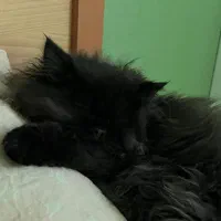 گربه پرشین اصیل نر|گربه|رشت, دیلمان|دیوار