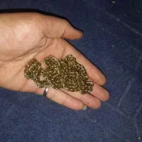 زنجیر گردبند طلایی رنگ ثابت جنس استیل ک رنگ