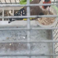 سهره تازه صاف درشت رام وبخون حربه داردوعدد