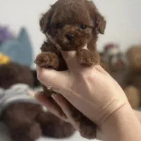 پودل|سگ|تهران, پاسداران|دیوار