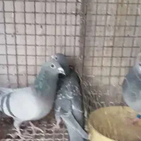 ۴جفت پلاکی عتیقه|پرنده|رفسنجان, |دیوار