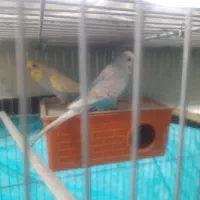 یک جفت مرغ عشق نر و ماده انگلیسی