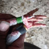 پلاکی عراق|پرنده|بندر امام خمینی, |دیوار