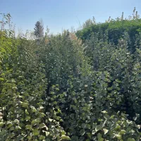 نهال زردآلو، اقاقیا، ارغوان و ابریشم (عمده)