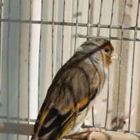 سهره قناری و سهره خاکی مست|پرنده|محمدشهر, ولدآباد|دیوار