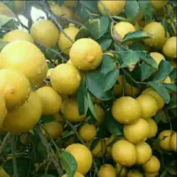 لیمو خارکل و لیمو خارگی