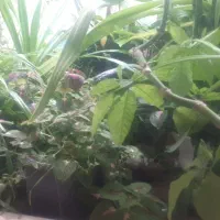 فروش ۲۰عدد گل و گلدان