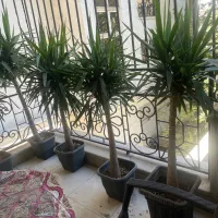 فروش گیاه یوکا ۷ تا
