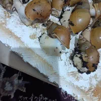 حلزون آلبینو  و تخم حلزون، همان خاویار.زیرقیمت