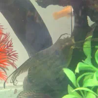 خرگوش ماهی درشت دوتاباهم