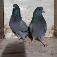 کبوتر پروازی