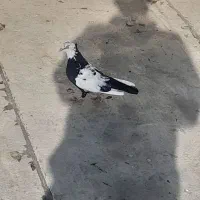 کبوتر|پرنده|قزوین, |دیوار