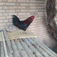 خروس چل تاج خوشگل وسالم