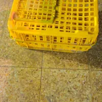 سلام علیکم یک قفس راهگش سالم برای فروش هرکس خاست