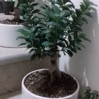 گل کاکتوس بن سای|گل و گیاه طبیعی|شیراز, آزادگان|دیوار