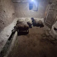 گوسفند ماده|حیوانات مزرعه|ماهنشان, |دیوار