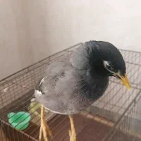 مرغ مینا سخنگو|پرنده|حمیدیا, |دیوار