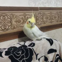 عروس هلندی سخنگو