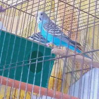 مرق عشق جفت مولد