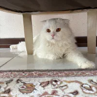 گربه اصیل|گربه|اصفهان, نقش جهان|دیوار