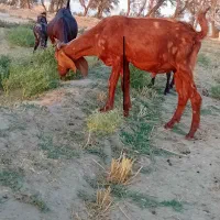 دو عدد کهر نروماد