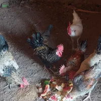 فروش چهار عدد خروس گوشتی