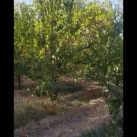 فروش زمین کشاورزی