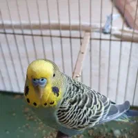 مرغ عشق فروش و معاوضه