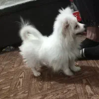 سگ پایمر نژاد خارجی نر توجیبی