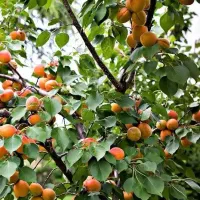 تولید نهال زردالو ارسال گلدانی