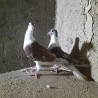 کفتر سرخ دمگیر دوبحر