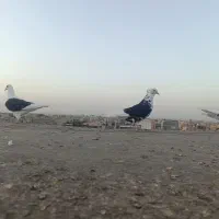 کبوتر بوم پرشی