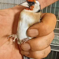 جوجه سهره|پرنده|تهران, اتابک|دیوار