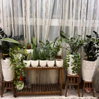 گل طبیعی زاموفیلیا