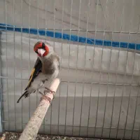 سهره دورگ داغسر|پرنده|قم, شهرک امام حسن|دیوار