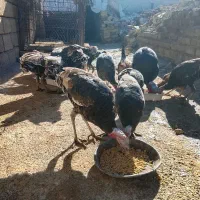 بوقلمون|حیوانات مزرعه|آبدانان, |دیوار