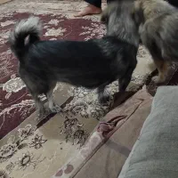 سک پاکوتاه ماده|سگ|بم, |دیوار