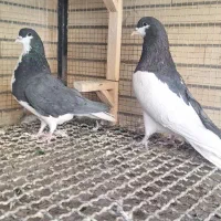 راست سیاه و خوشرنگ سیاه