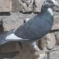 کفتر|پرنده|آبکوه, |دیوار