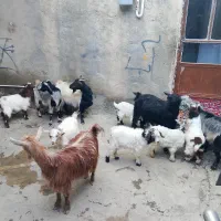 ۵راس بز همراه ۶راس بزغاله