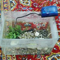 آکواریوم و ماهی زبرا ونئون