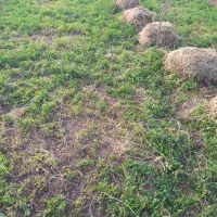 فروش یونچه|لوازم جانبی حیوانات|خوی, |دیوار