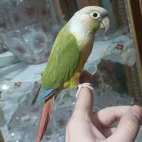 طوطی گرینچیک دستی و رام