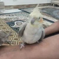 سلام عروس هلندی وکوتوله