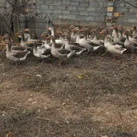 غاز محلی باقیمت مناسب|حیوانات مزرعه|پارس‌آباد, |دیوار