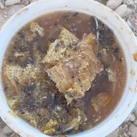 عسل کوهی
